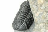 Detailed Austerops Trilobite With Two Gerastos - Morocco #327546-5
